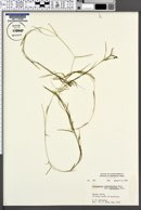 Potamogeton strictifolius var. rutiloides image