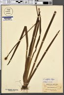 Xyris iridifolia image