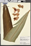 Alpinia mutica image