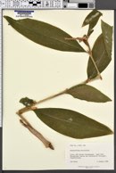 Hedychium horsfieldii image