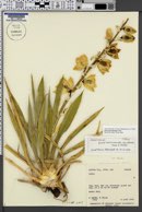 Yucca sterilis image