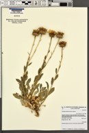 Grindelia chiloensis image