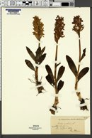 Dactylorhiza romana image