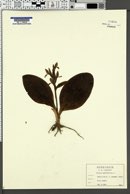 Galearis spectabilis image