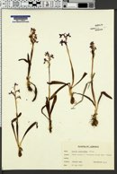 Orchis anatolica image
