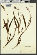 Image of Dactylorhiza iberica