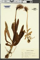 Image of Orchis italica