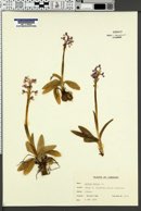 Image of Orchis morio