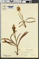 Dactylorhiza romana subsp. guimaraesii image