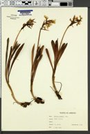 Image of Dactylorhiza romana
