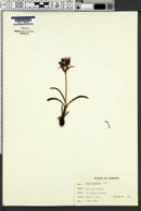 Dactylorhiza romana subsp. guimaraesii image
