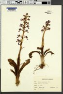 Image of Orchis anatolica