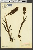 Dactylorhiza majalis image