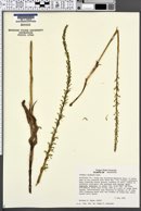Piperia elongata image