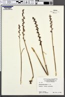 Prasophyllum patens image