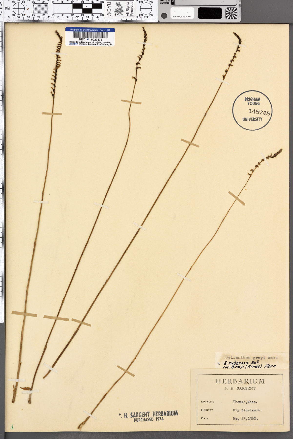 Spiranthes tuberosa var. grayi image