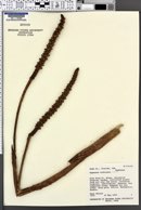 Hyphaene coriacea image