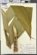 Geonoma pinnatifrons subsp. martinicensis image
