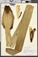 Freycinetia marginata image
