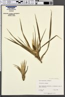 Freycinetia scandens image