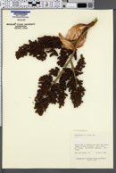 Trachycarpus wagnerianus image