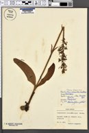 Image of Platanthera chlorantha