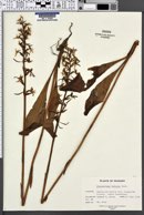 Image of Platanthera bifolia