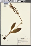 Platanthera bifolia image