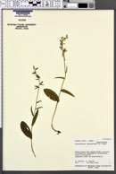 Image of Platanthera ophrydioides