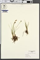 Image of Carex acutina