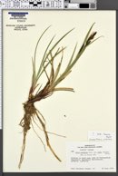 Carex aquatilis var. stans image