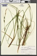Carex aquatilis subsp. aquatilis image