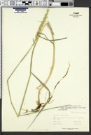 Elymus lanceolatus image