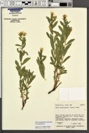 Aster wasatchensis image