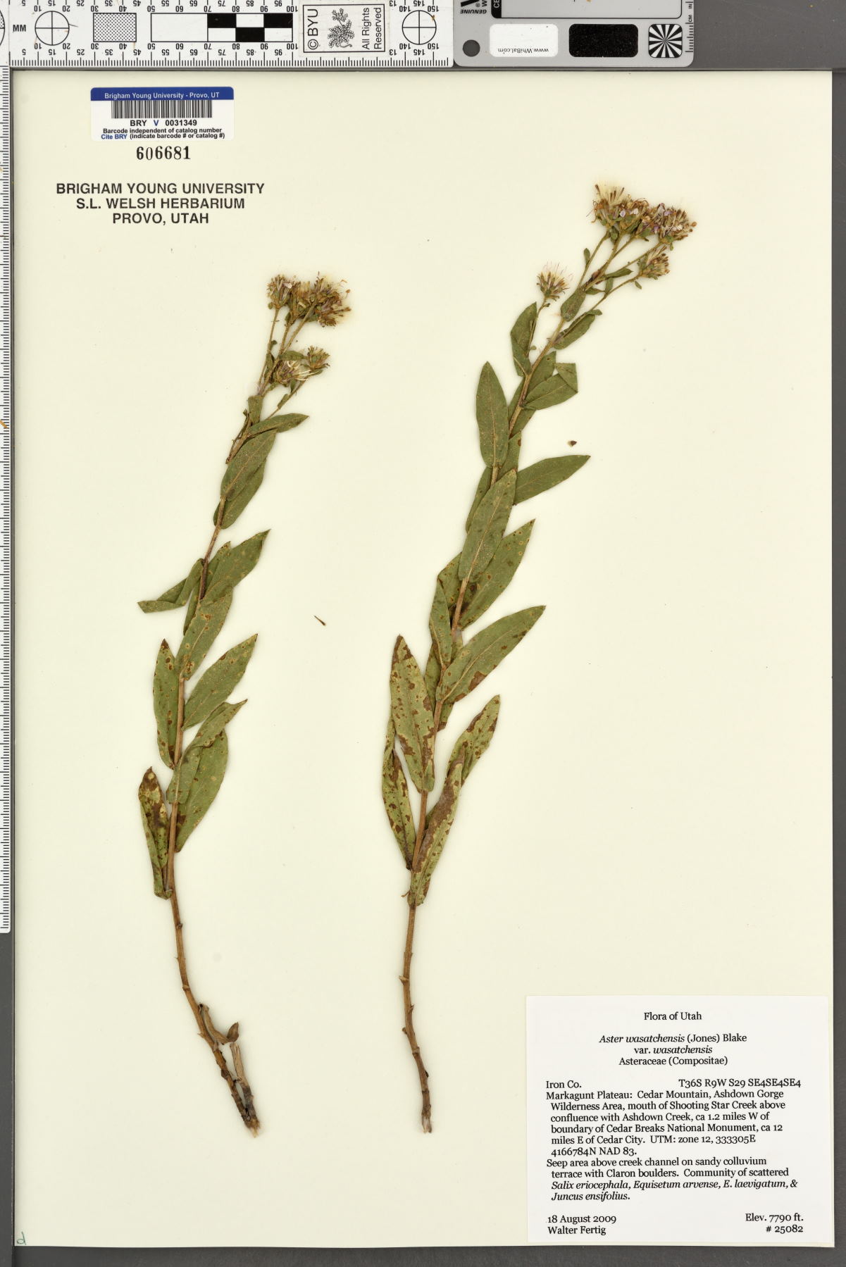 Aster wasatchensis image