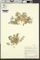Astragalus consobrinus image