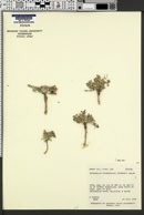 Image of Astragalus consobrinus