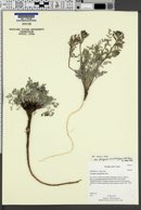 Astragalus argophyllus var. panguicensis image