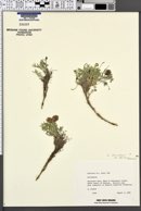 Astragalus limnocharis image