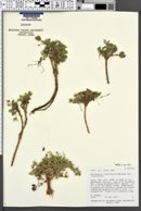 Astragalus limnocharis var. limnocharis image