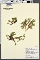 Astragalus limnocharis var. limnocharis image