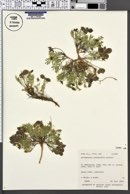 Astragalus limnocharis image