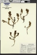 Cordylanthus maritimus subsp. palustris image