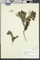 Astragalus serpens image