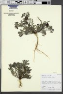 Astragalus serpens image