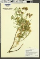 Image of Astragalus wardii