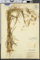 Bromus adoensis image