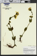 Image of Arnica diversifolia