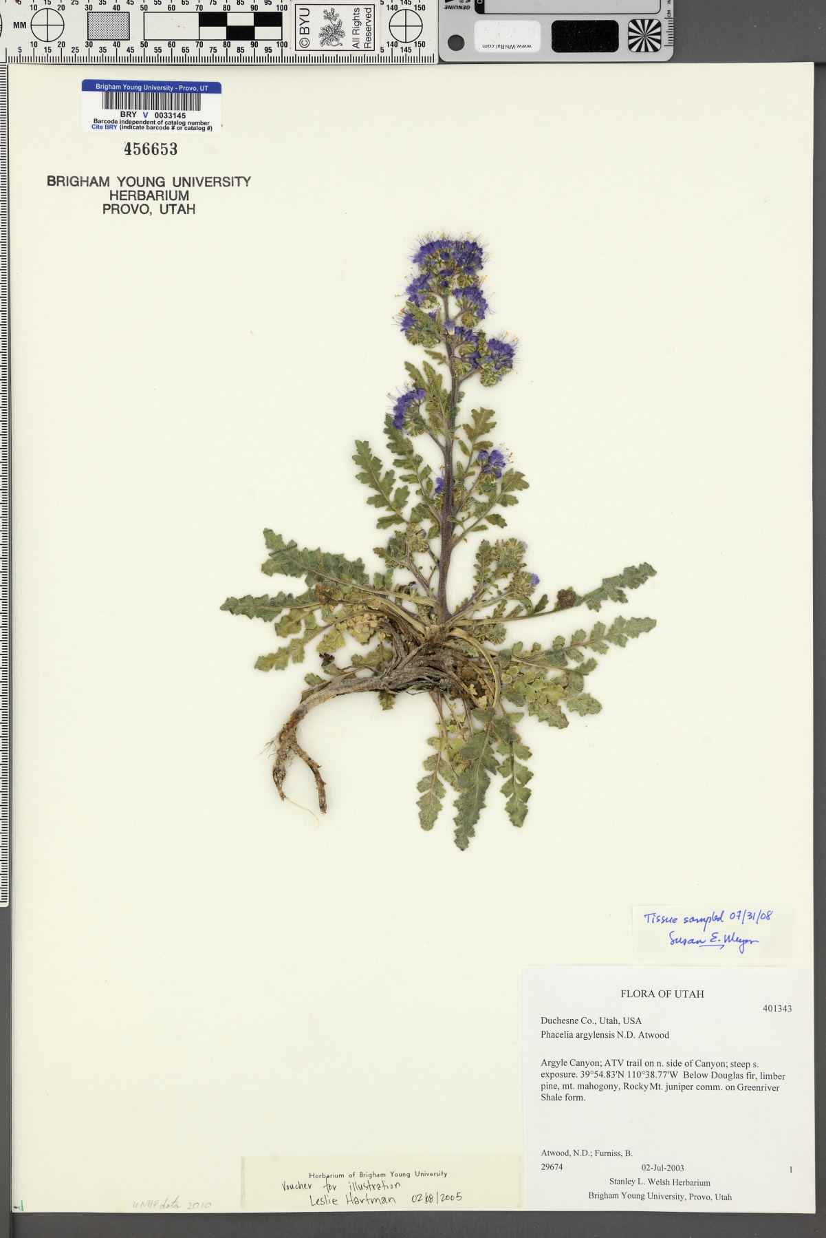 Phacelia argylensis image
