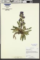 Phacelia argylensis image